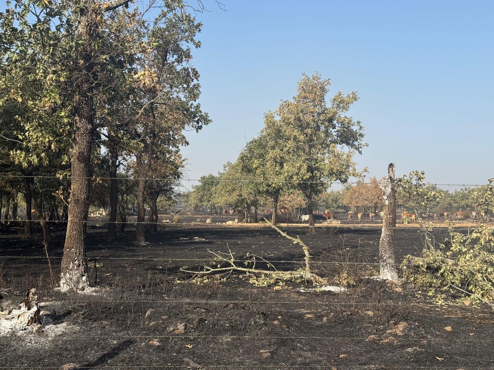 Así han quedado las zonas quemadas de Cipérez