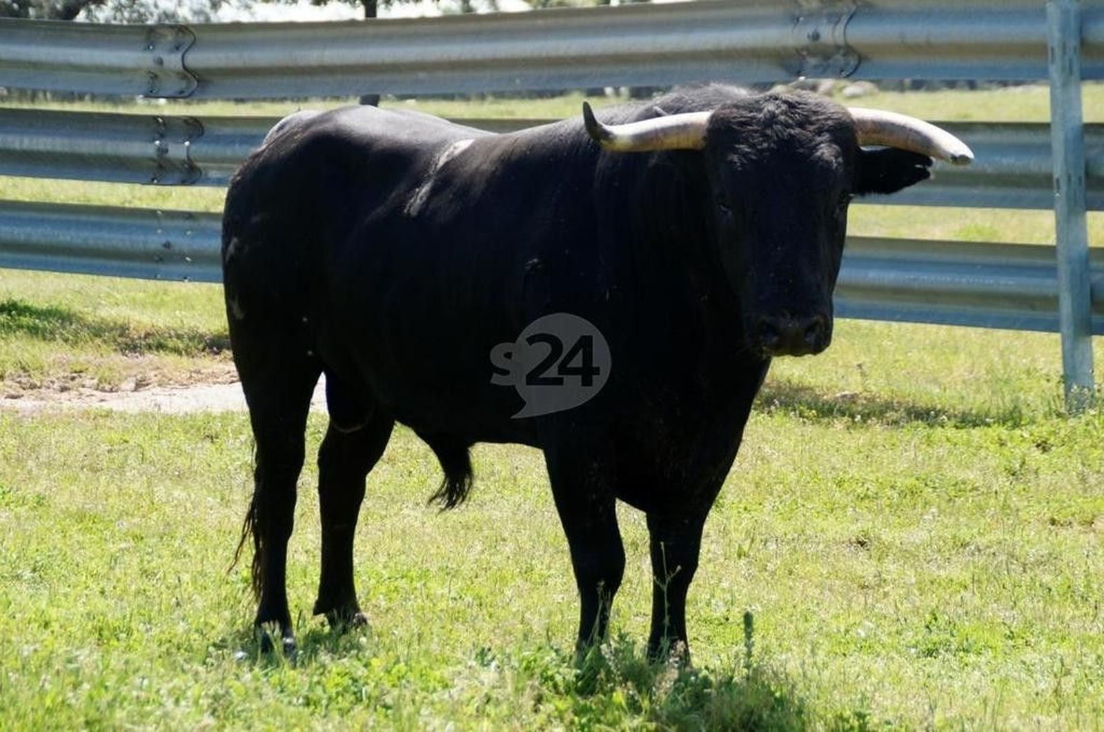 TOROS ESPANTES DE LEDESMA
