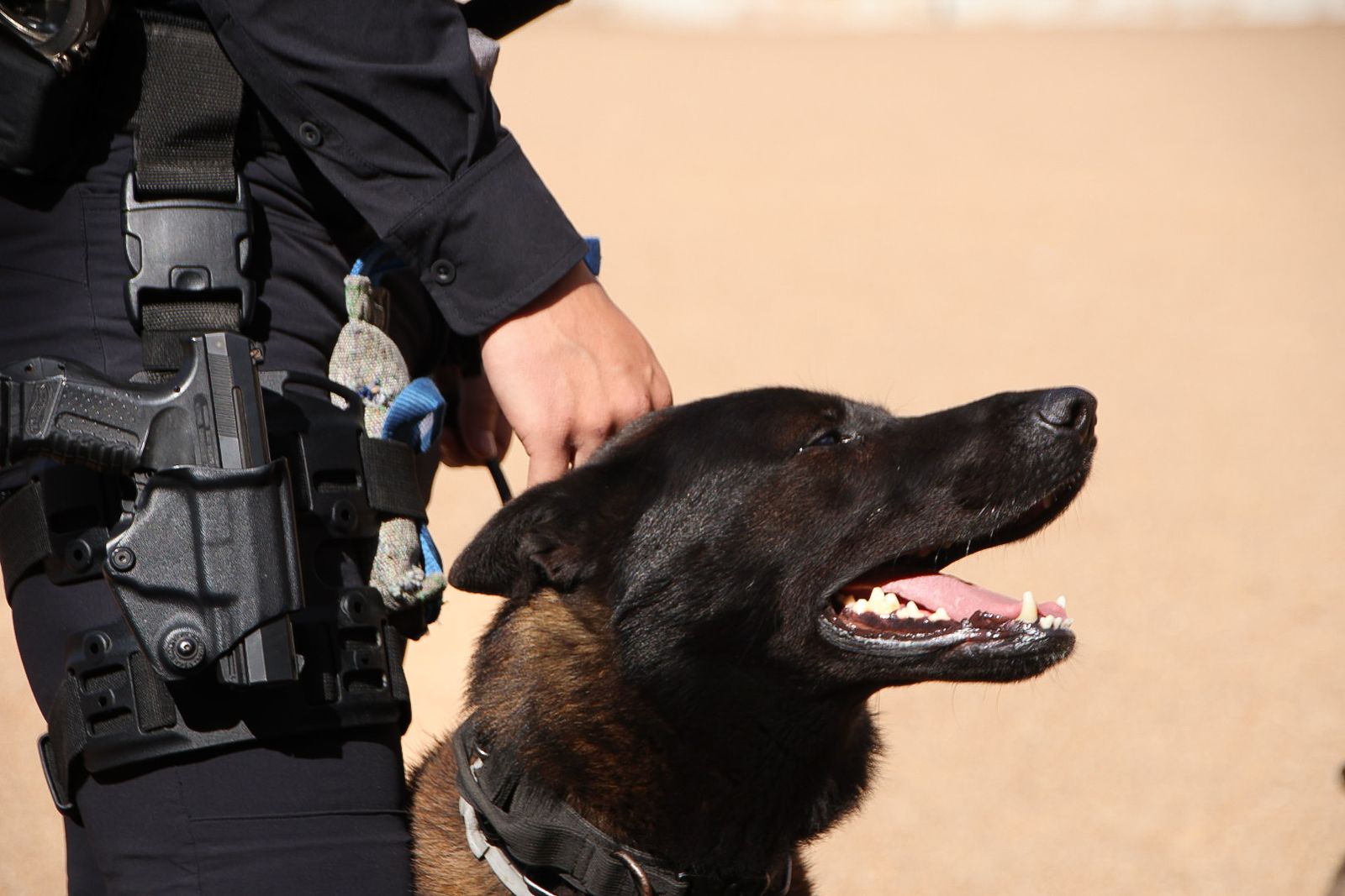 Reportaje perros Policía Local "semillas de conciencia"