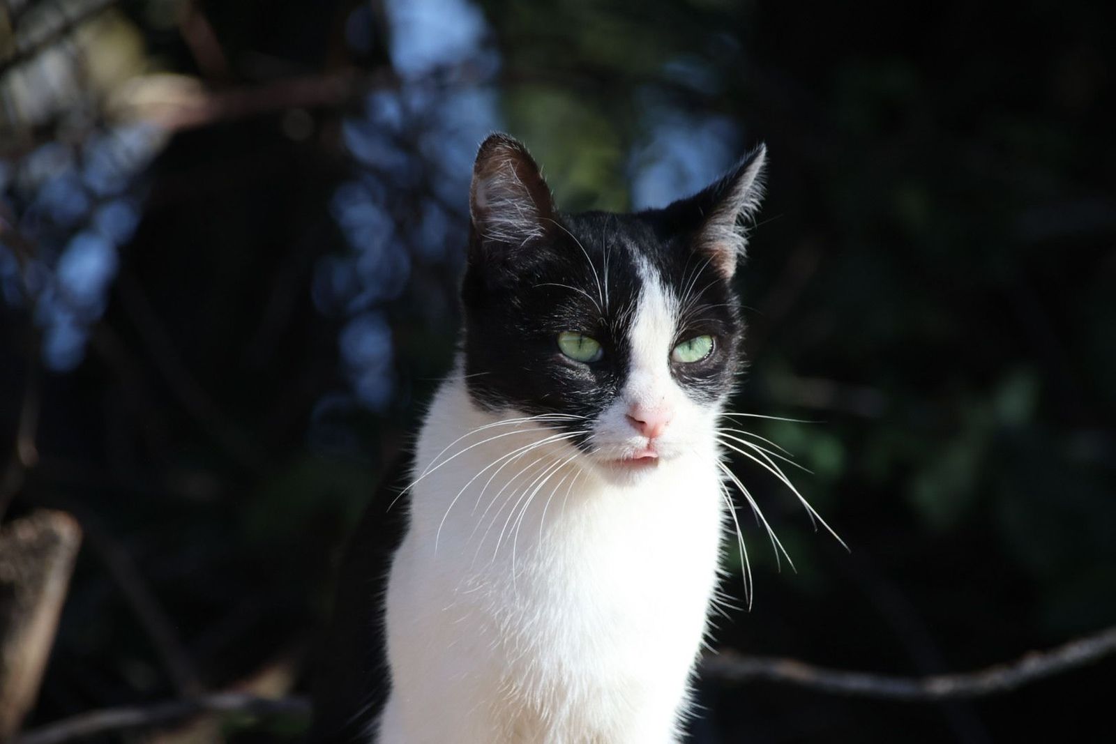 Colonias de gatos en el río