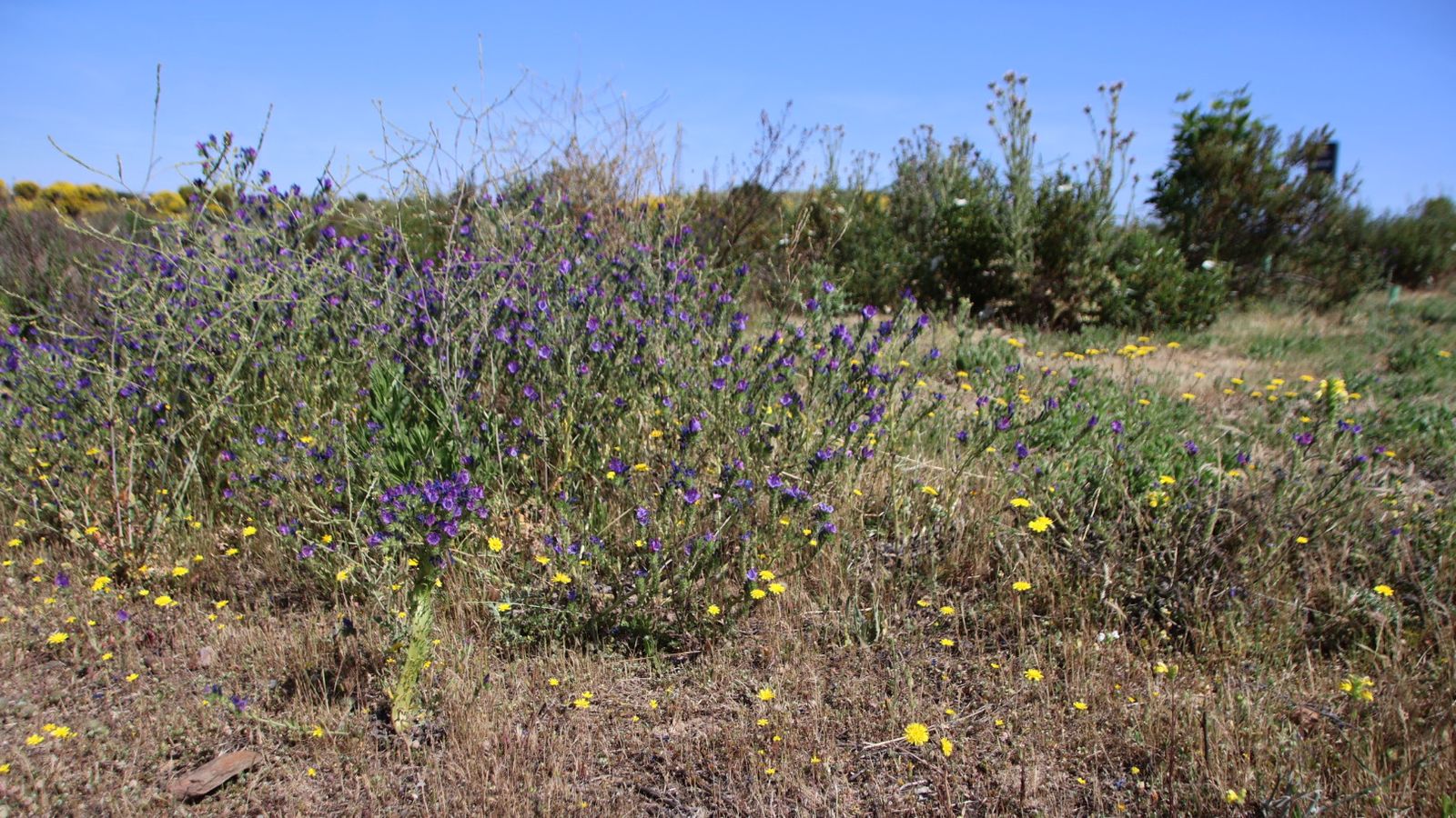 Especies de plantas en la zona del Marín que contribuyen al refugio de diferentes aves