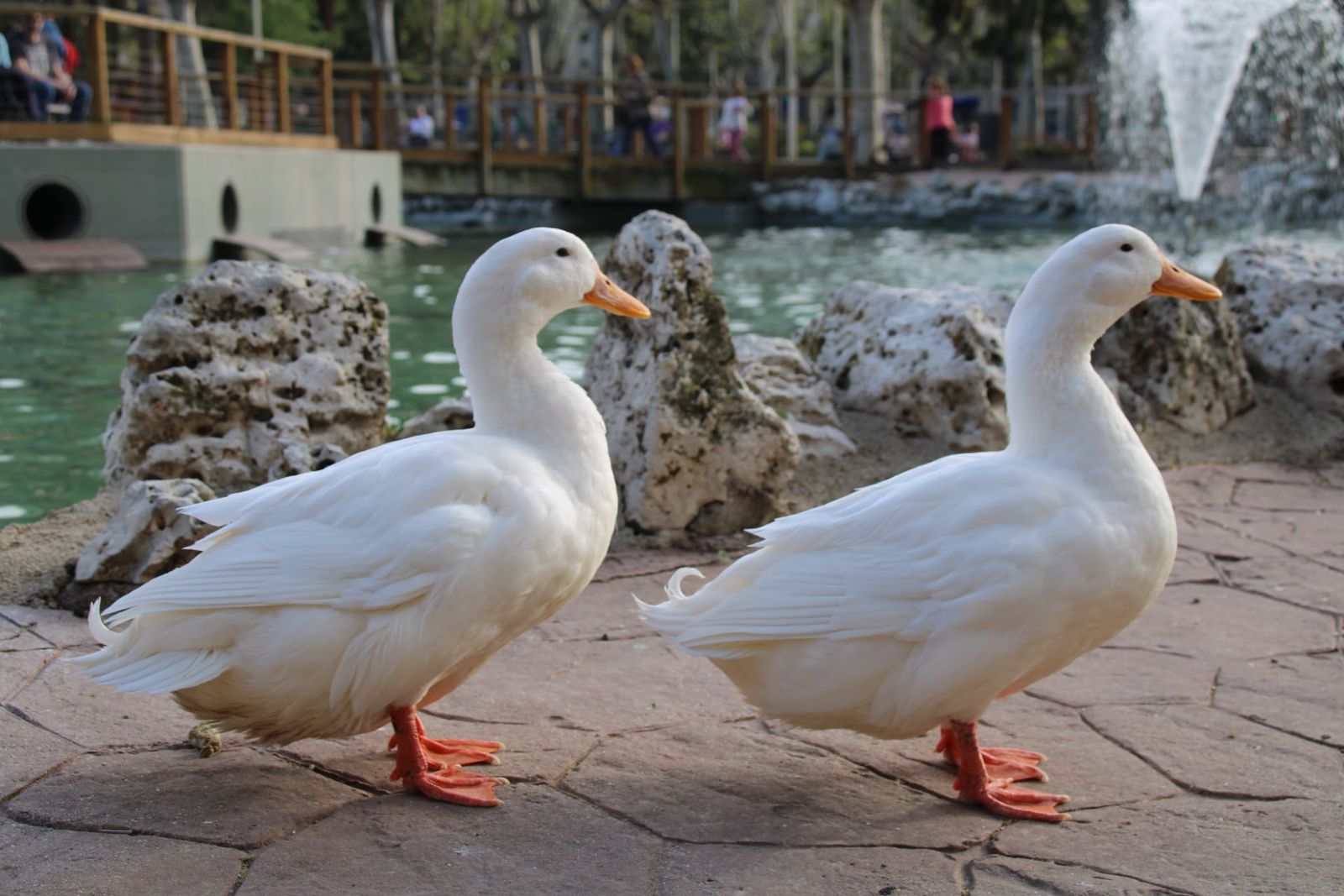 Patos y cisnes vuelven al estanque de La Alamedilla