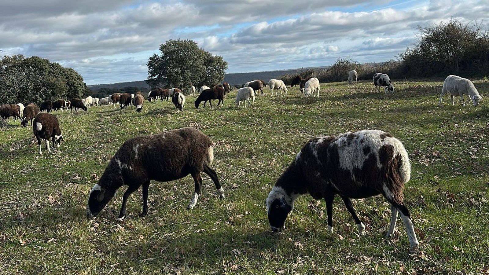Ovejas del pastor de Pereña Juan Antonio Sánchez Cuadrado