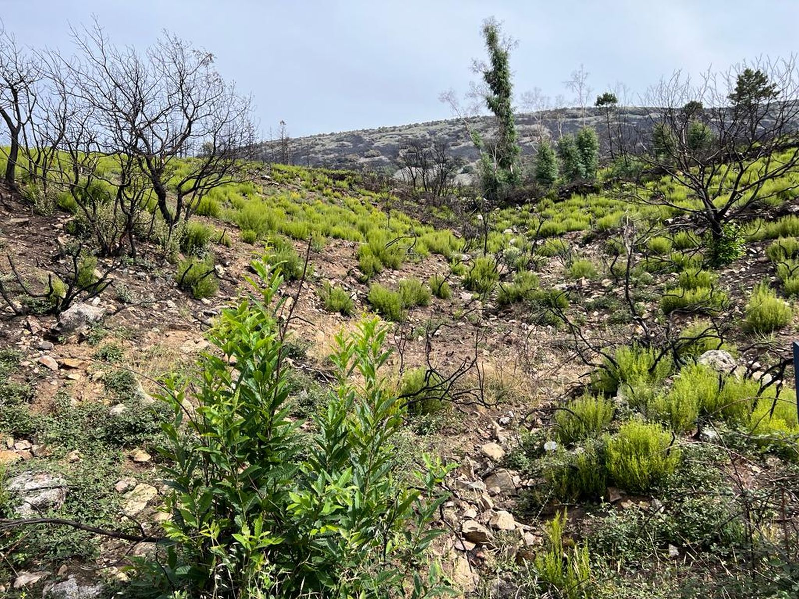 Paso de los lobos hacia Monsagro (25)