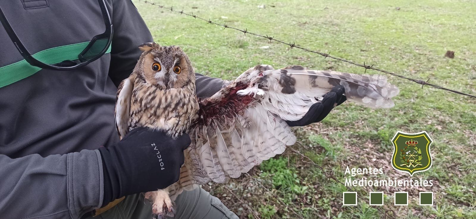 Búho atrapado en alambre |APAMCYL