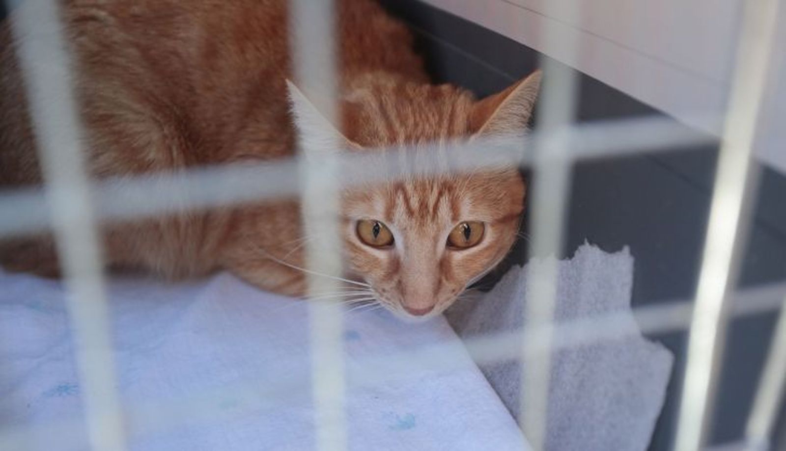 Bendición de un gato en San Antón Campillo (Agencia ICAL) (6)