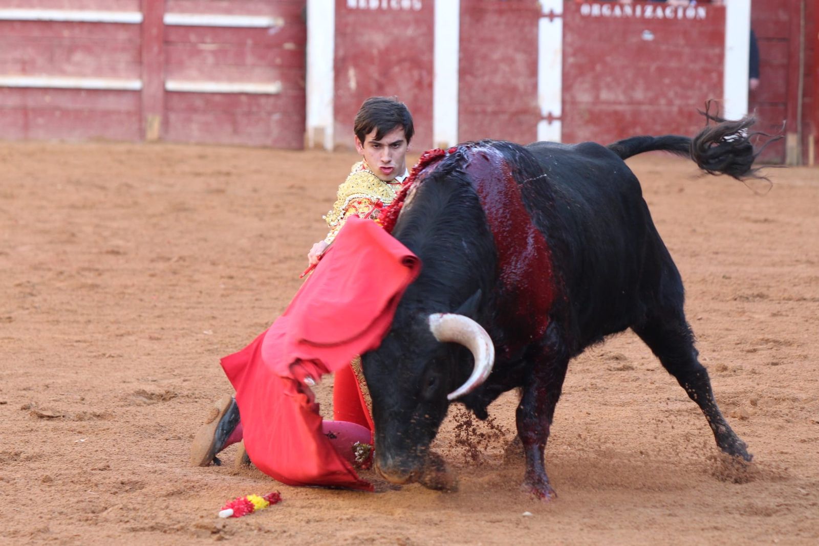 novillada-con-picadores-lunes-de-carnaval-en-ciudad-rodrigo-9