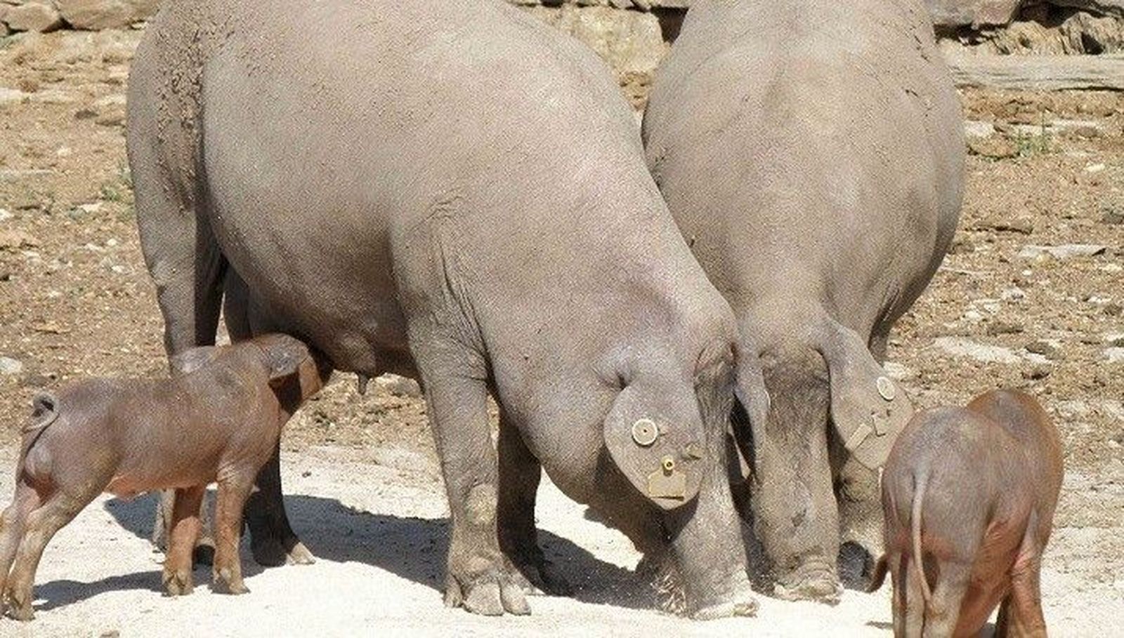 Nace una asociación nacional de inspección para el cumplimiento de la Norma de Calidad del ibérico