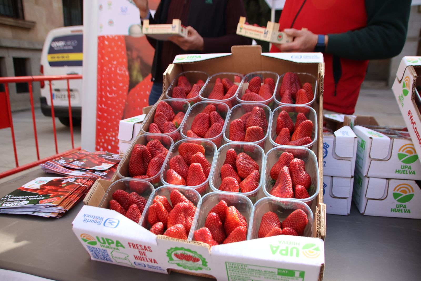 UPA reparte 700 tarrinas de fresas