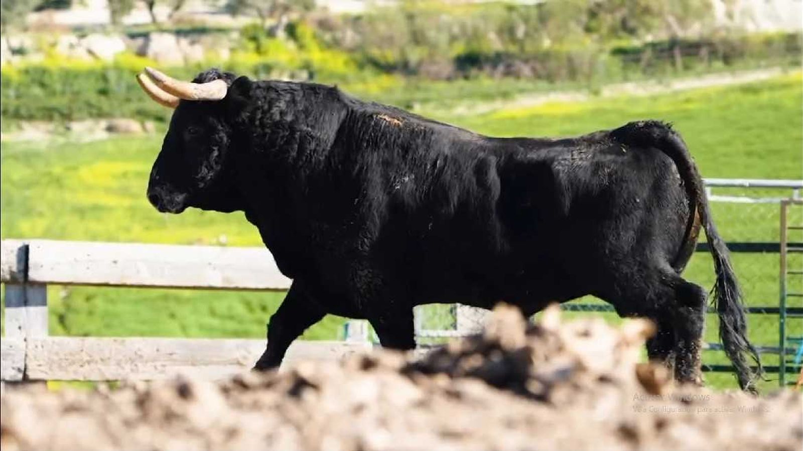 Meloso, el toro enmaromado que representará a Benavente en Beas del Segura