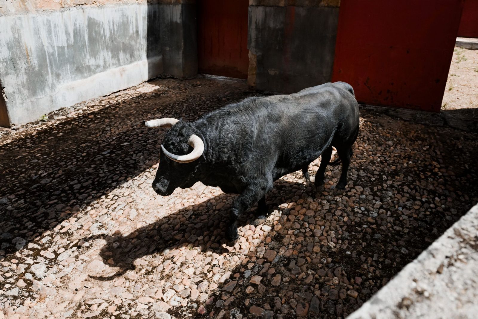 sorteo-de-los-toros-para-el-mano-a-mano-entre-morante-de-la-puebla-y-marco-perez-en-salamanca-fotos-bmf-toros-8