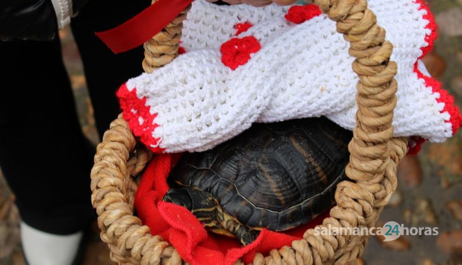 San Antón, bendición de animales 2024. Foto S24H (20)