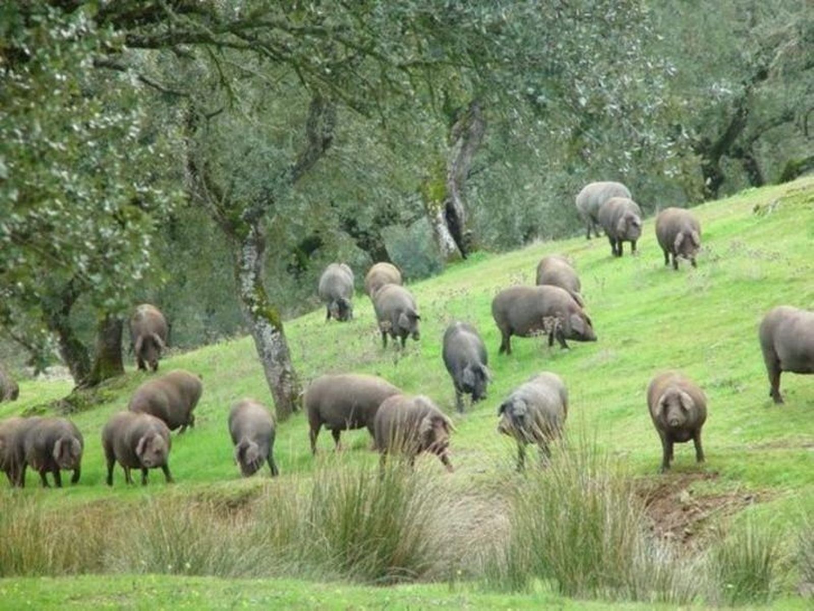 Las Mesas del Vacuno y el cereal tiran al alza de la Lonja