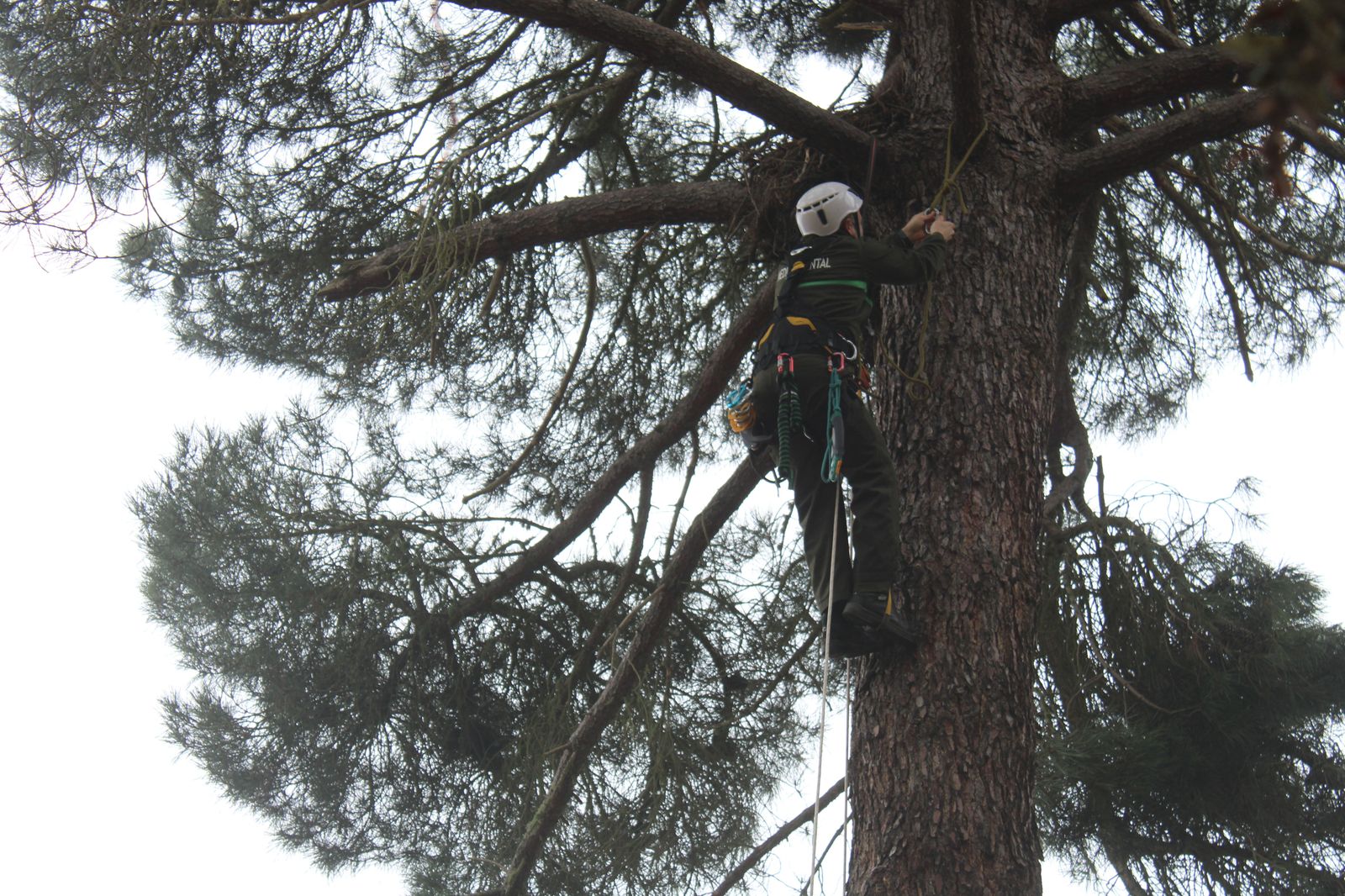 grupo-de-intervenciones-en-altura-agentes-medioambientales-reparacion-nido-cigueena-negra-en-espeja-72