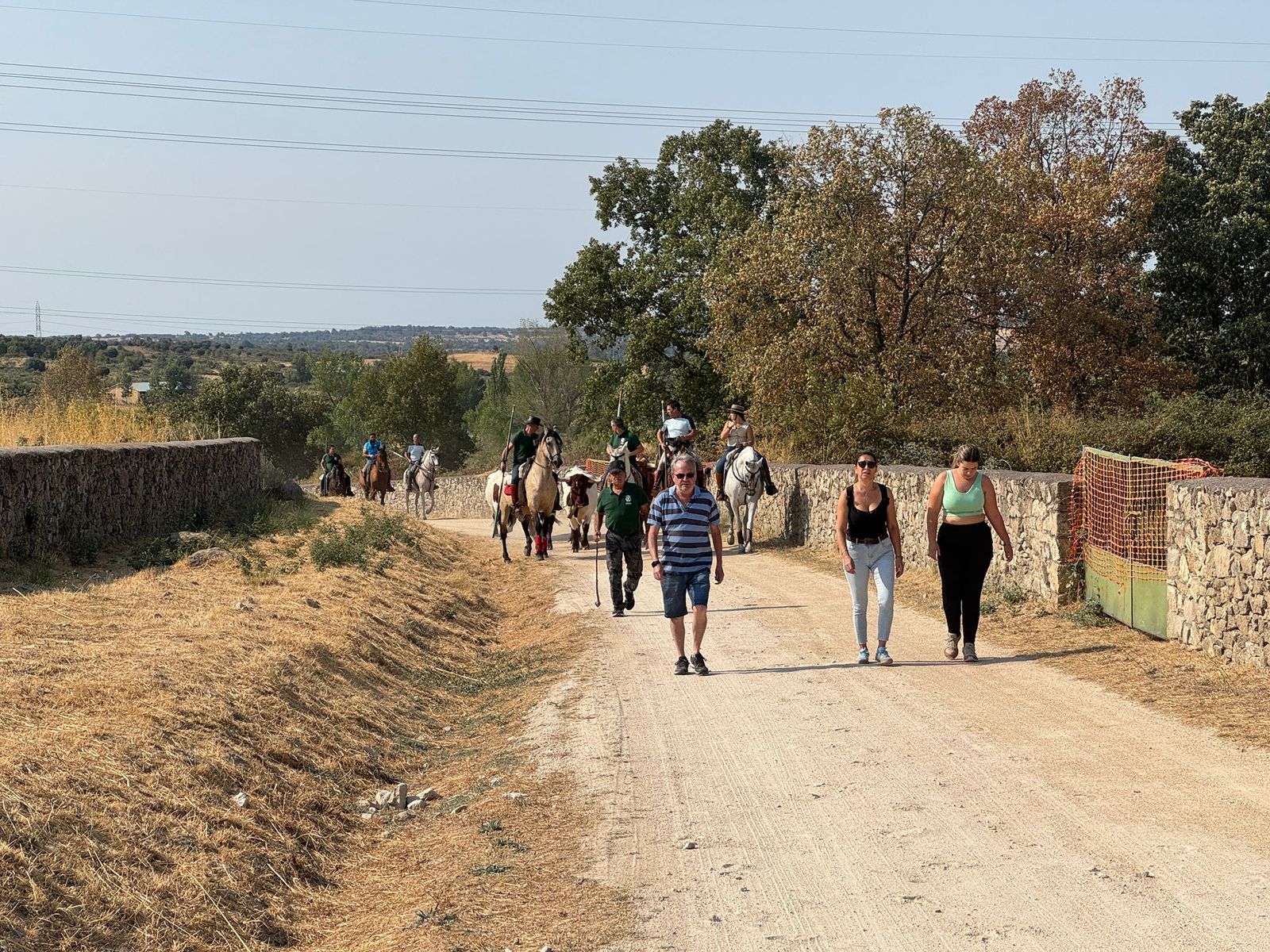 Encierro de bueyes en Aldeadávila de la Ribera para enseñarles el camino para los encierros en sus fiestas 2025