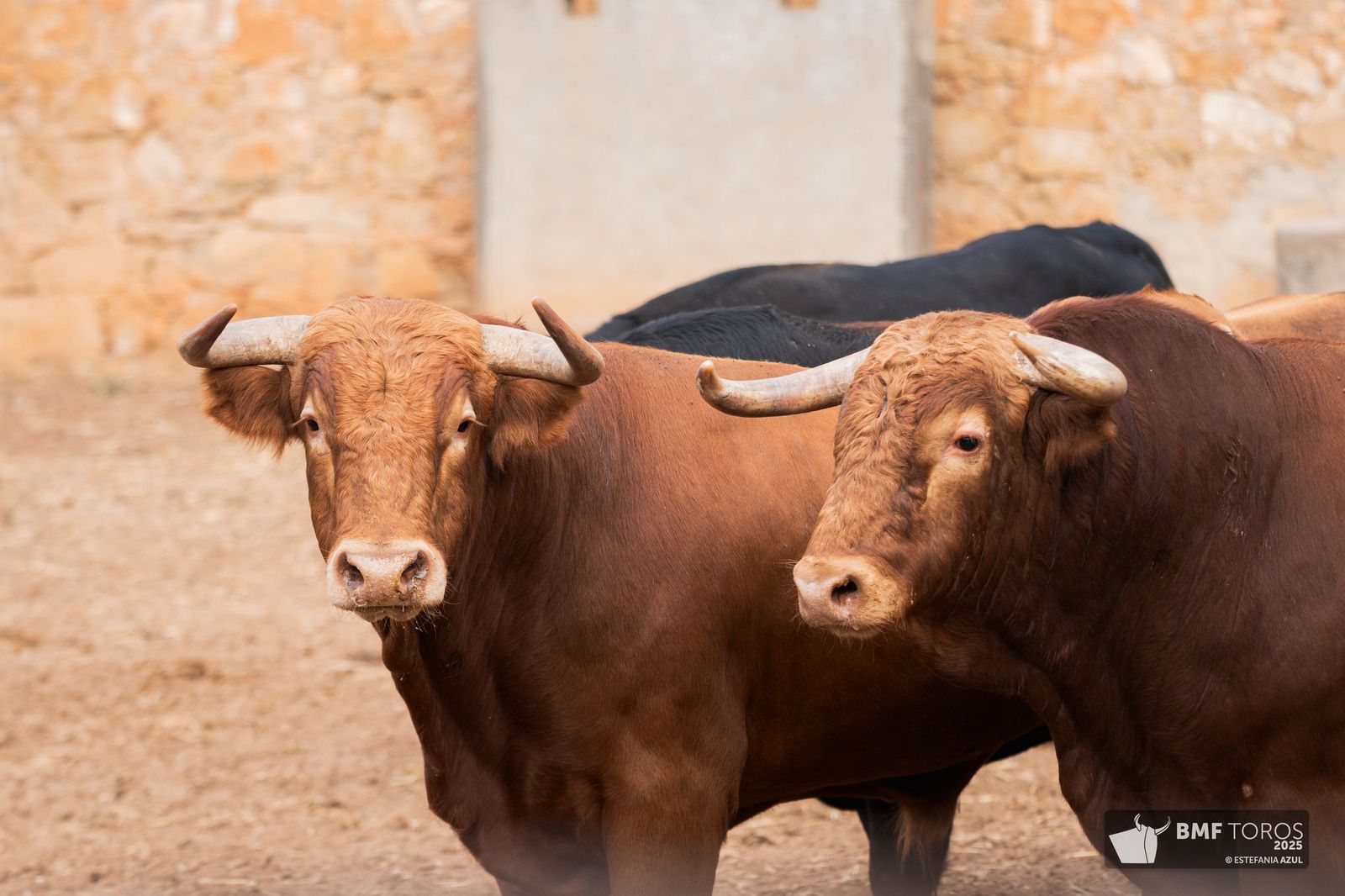 Sorteados los novillos de Montalvo para Raquel Martín y Olga Casado en el primer festejo de la feria en La Glorieta