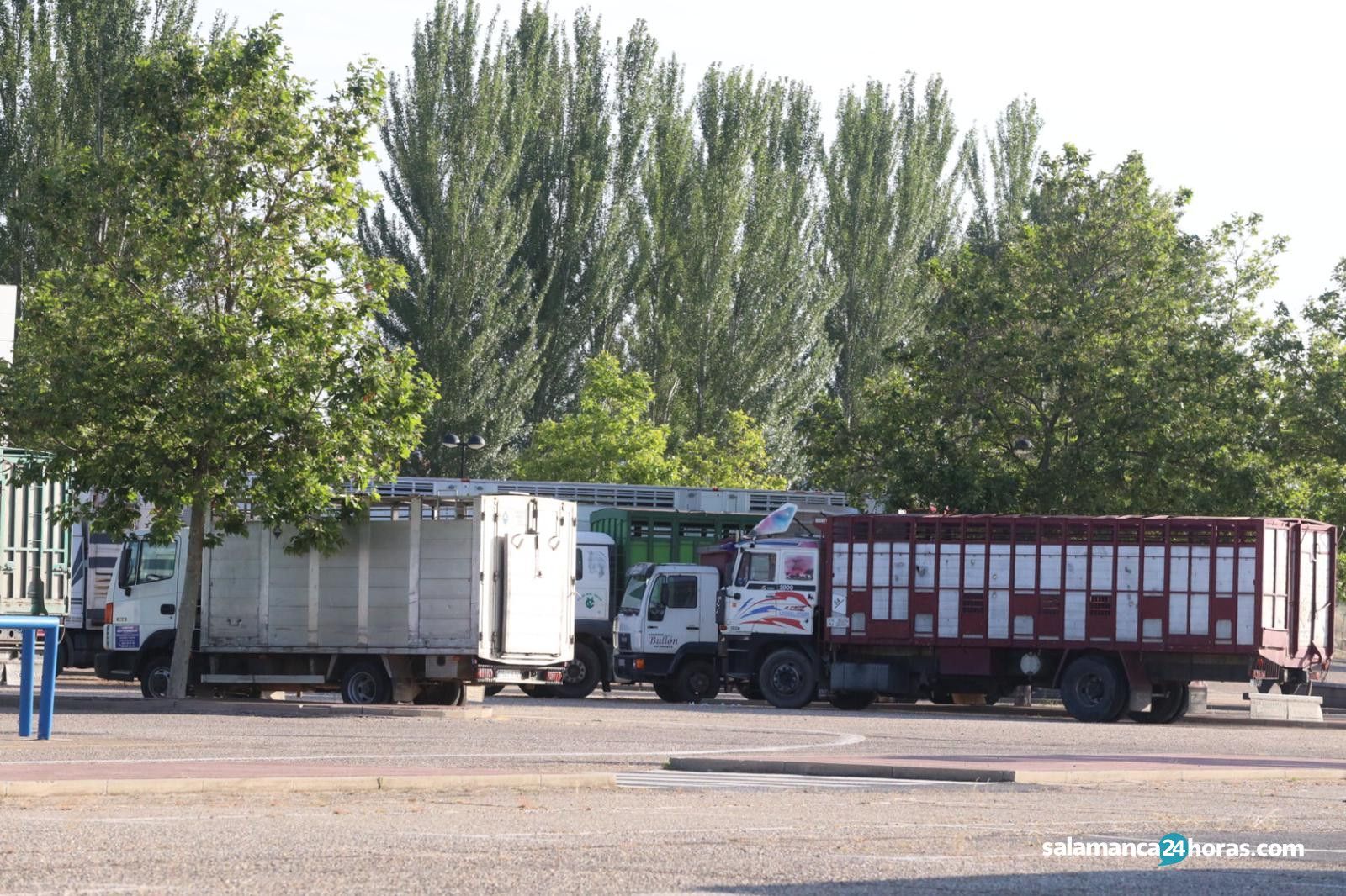 Camiones en el Mercado de Ganados de Salamanca. Foto de archivo