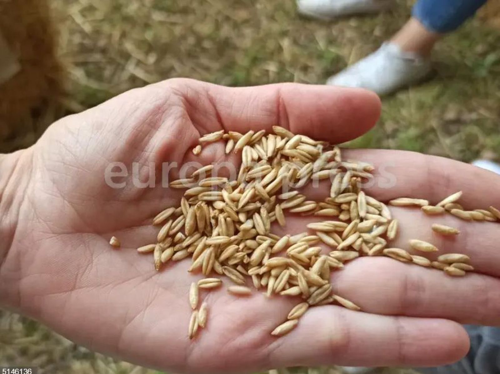 Avena. Archivo Europa Press