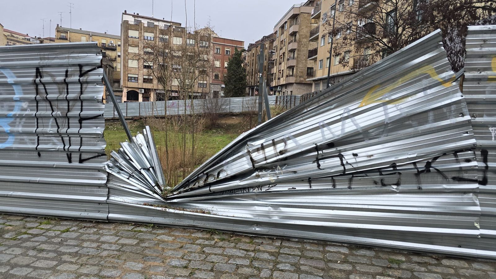 Cae un ciprés en la plaza de San Román