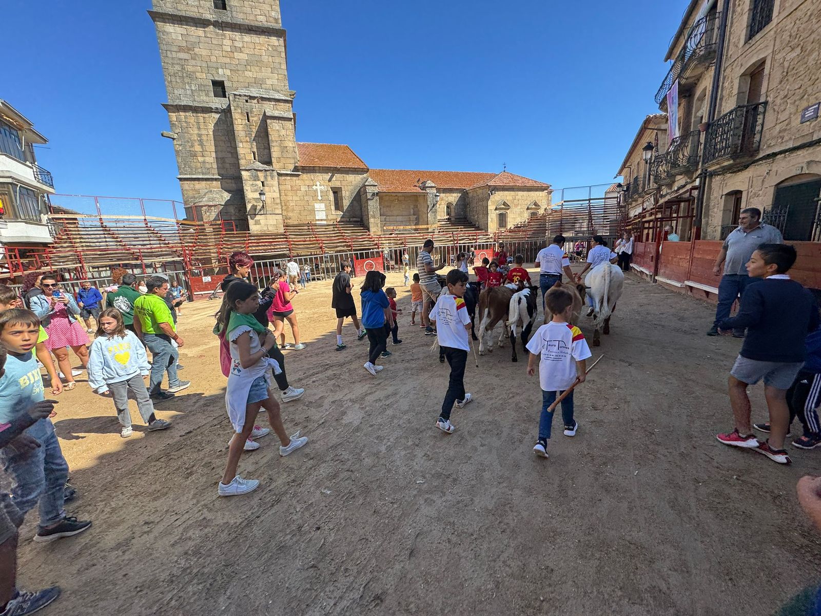 Encierro de mini bueyes en el último día de fiestas en Aldeadávila de la Ribera