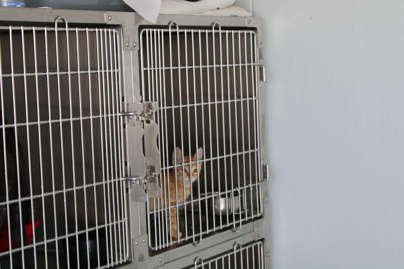 refugio-de-animales-del-ayuntamiento-de-salamanca-23