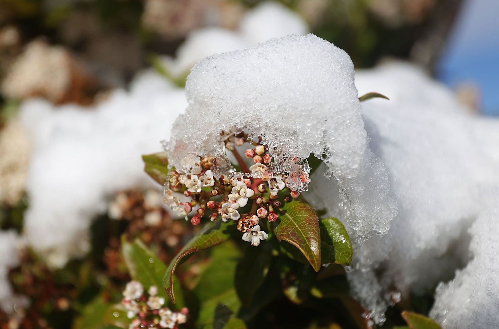 nieve-en-el-sur-de-salamanca-ical-vicente-5