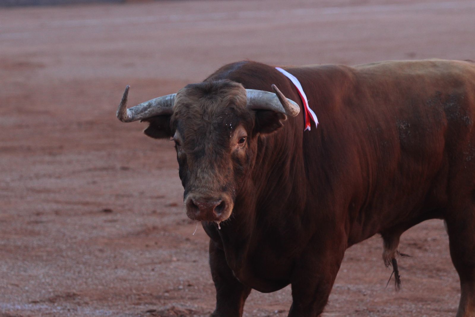 Emilio de Justo, Juan Ortega y Roca Rey inauguran el cartel de figuras en la feria de Salamanca: la corrida de Garcigrande en imágenes