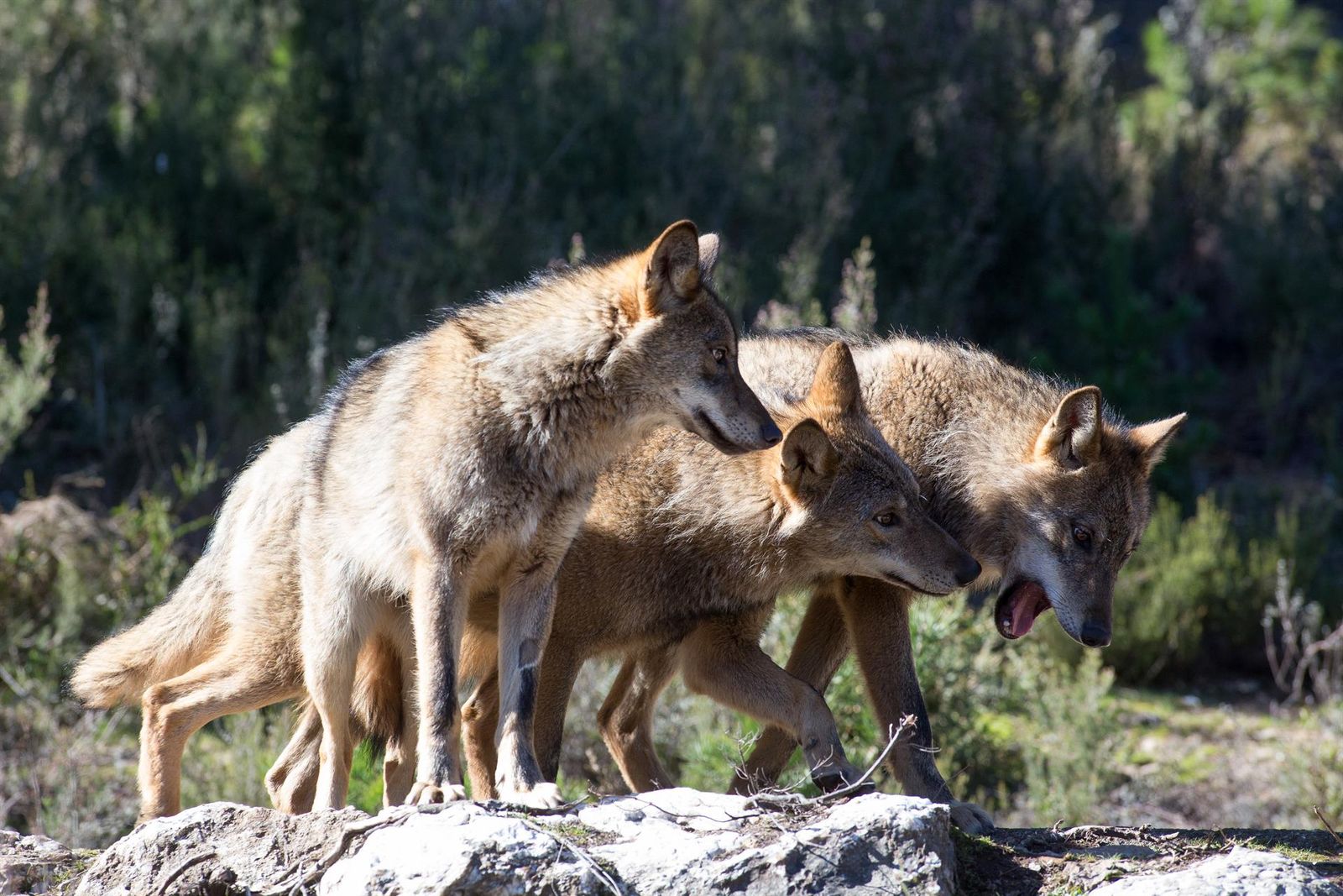 Manada de lobos. | EP