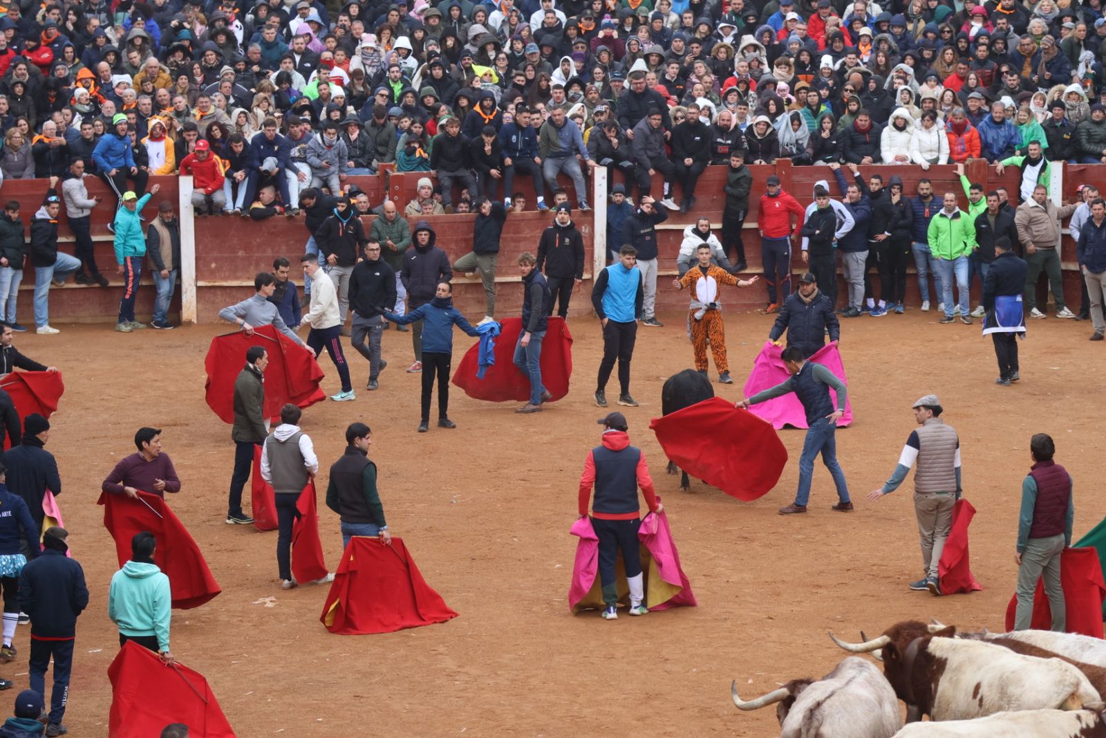 Capea de domingo en el Carnaval del Toro 2026 de Ciudad Rodrigo