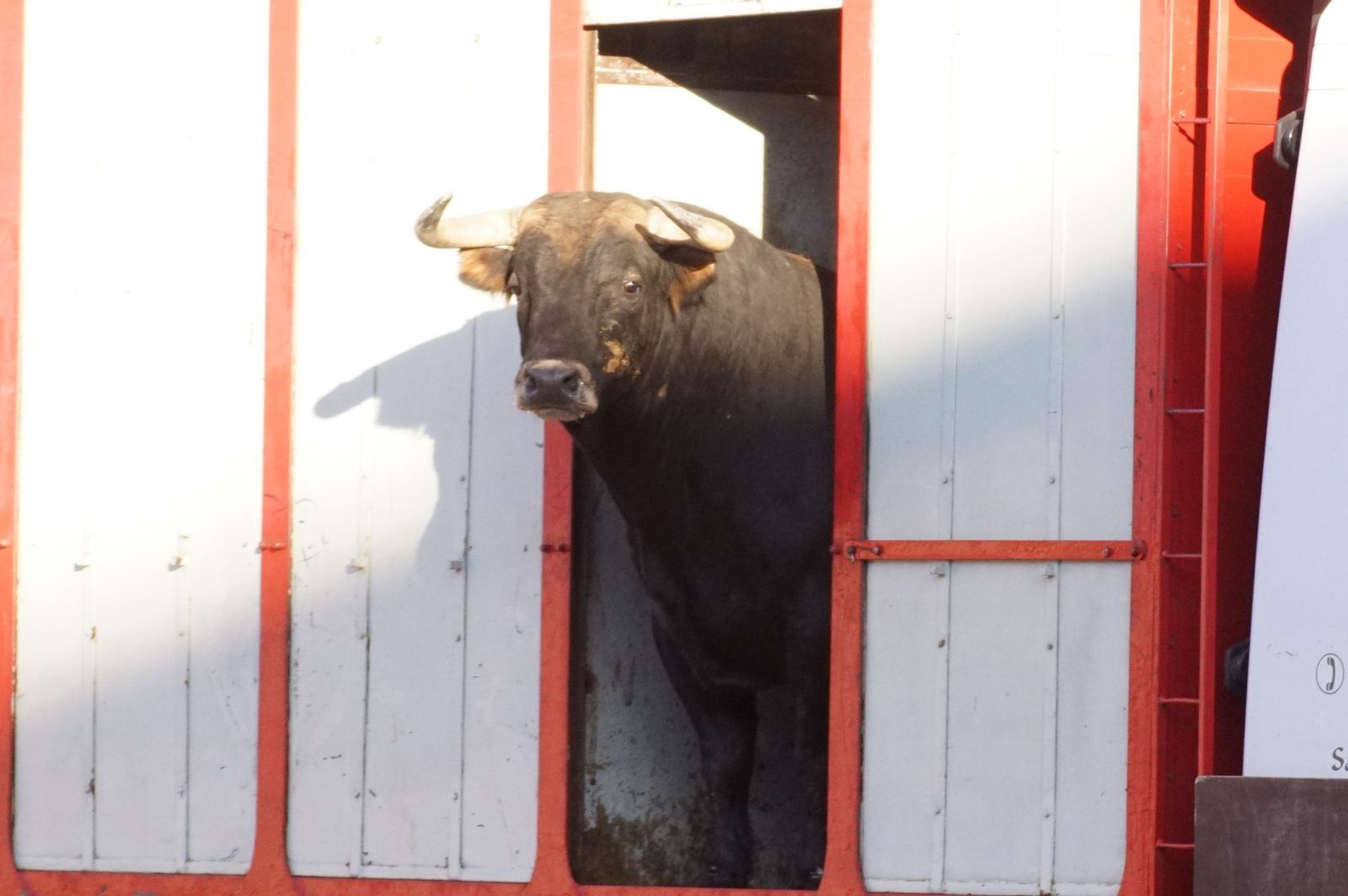 Tradicional Desenjaule en la Plaza de Toros La Glorieta