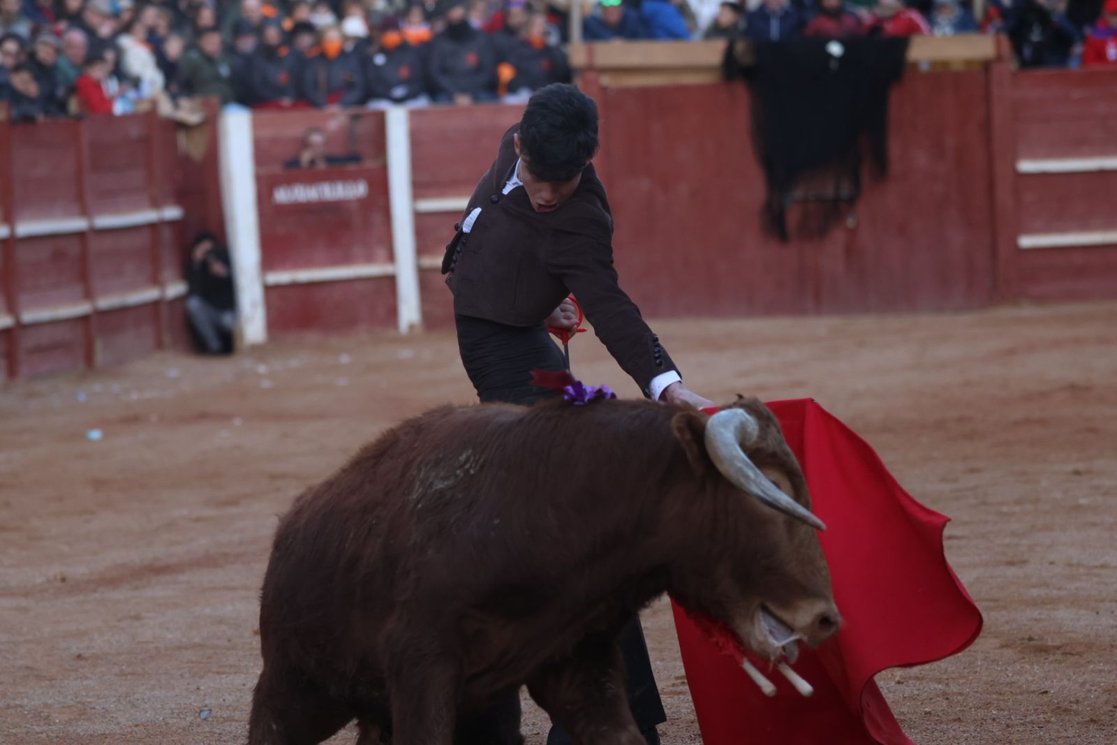 Festival taurino del Sábado en el Carnaval del Toro 2026 de Ciudad Rodrigo
