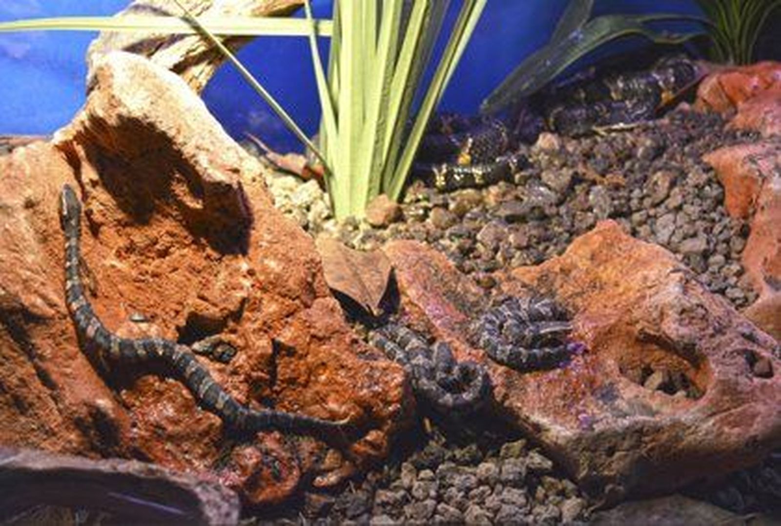 Víboras cantil. Foto de EP