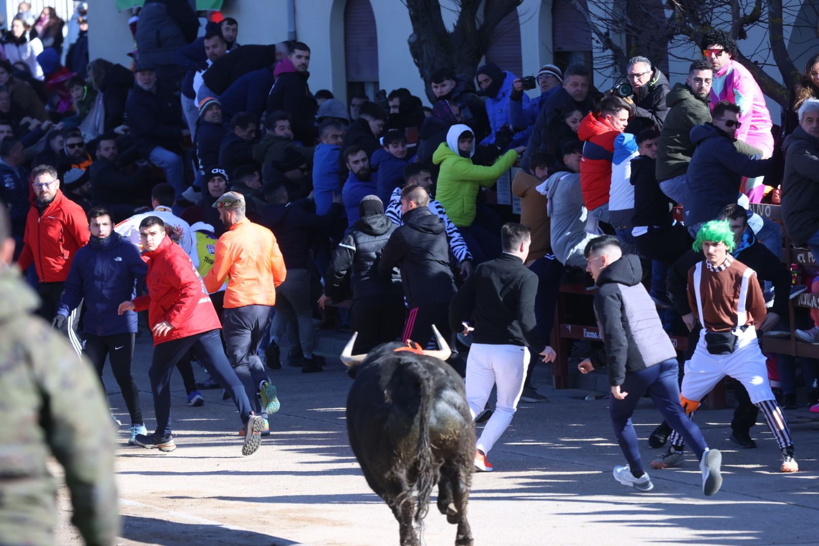 Toro del Antruejo 2026 en el Carnaval del Toro de Ciudad Rodrigo