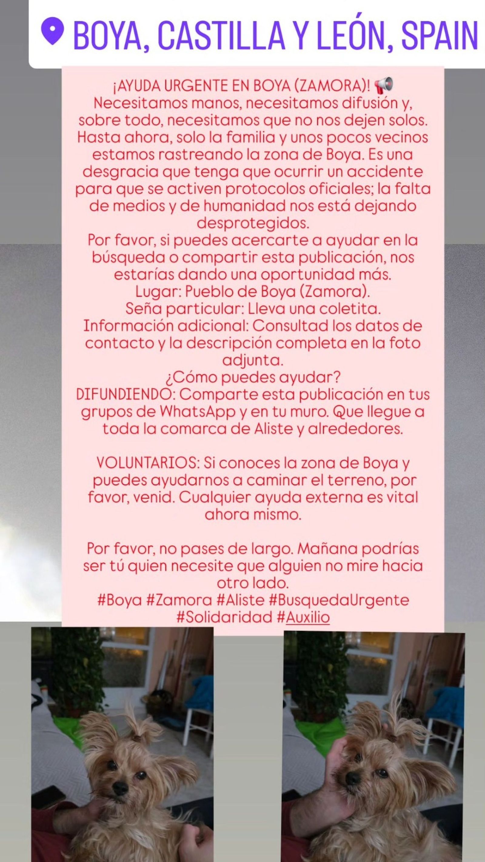 Se busca perra perdida en Zamora