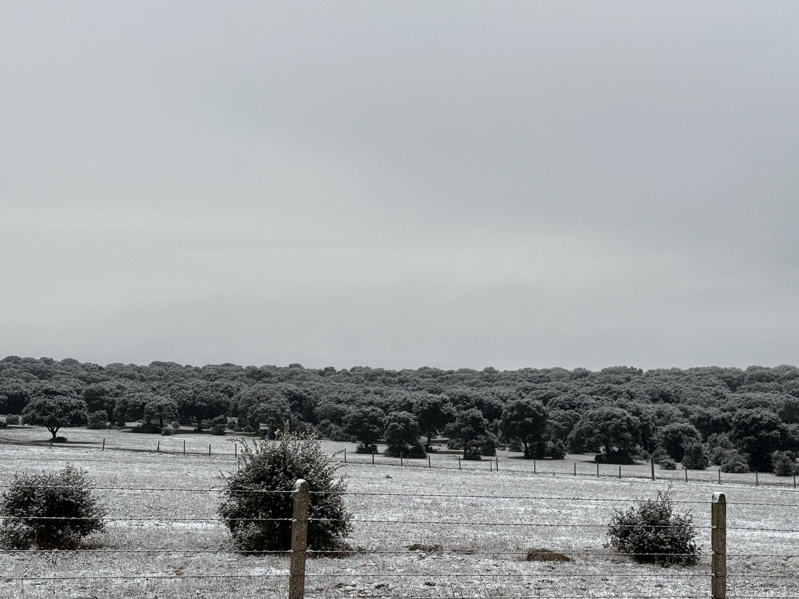 Nieve en Monterrubio y Cuatro calzadas (1)
