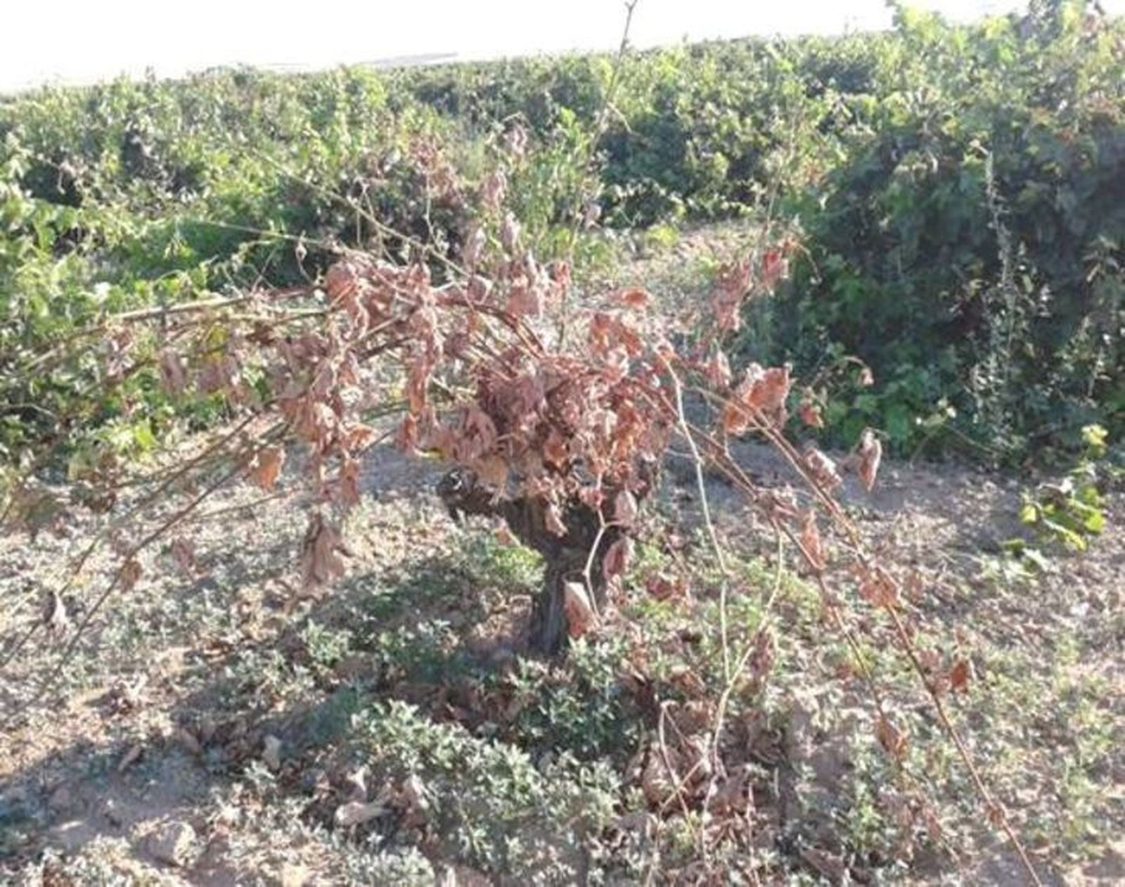 La Alianza UPA-COAG pide soluciones ante los daños que provoca la enfermedad de la yesca en los viñedos La Alianza UPA-COAG pide soluciones ante los daños que provoca la enfermedad de la yesca en los viñedos