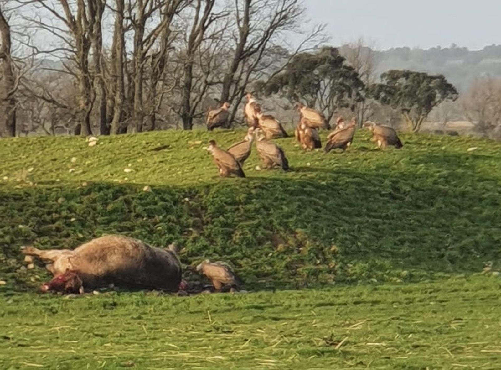 Vaca atacada por los buitres. Foto de archivo