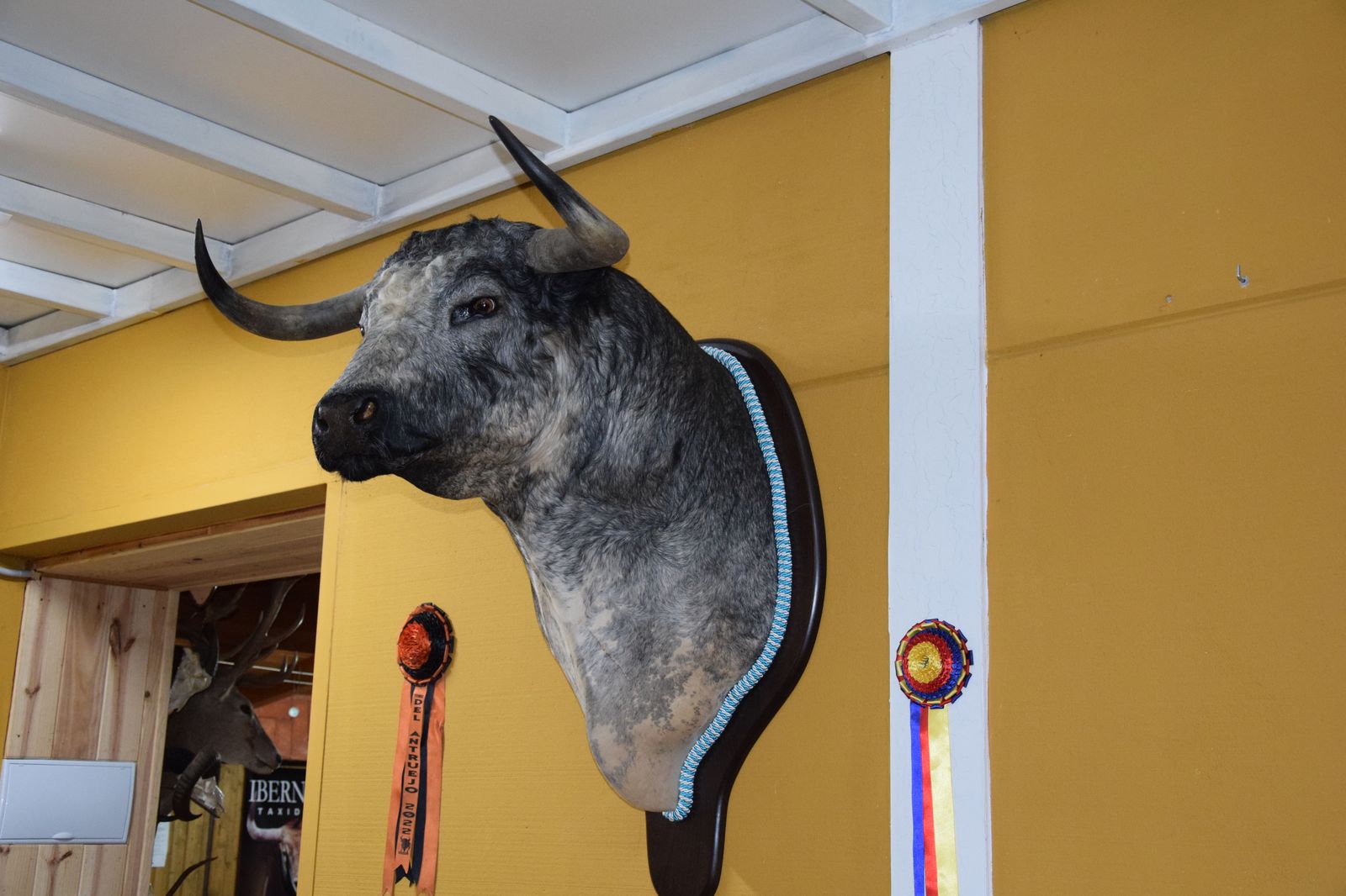 taxidermia-en-salamanca-36