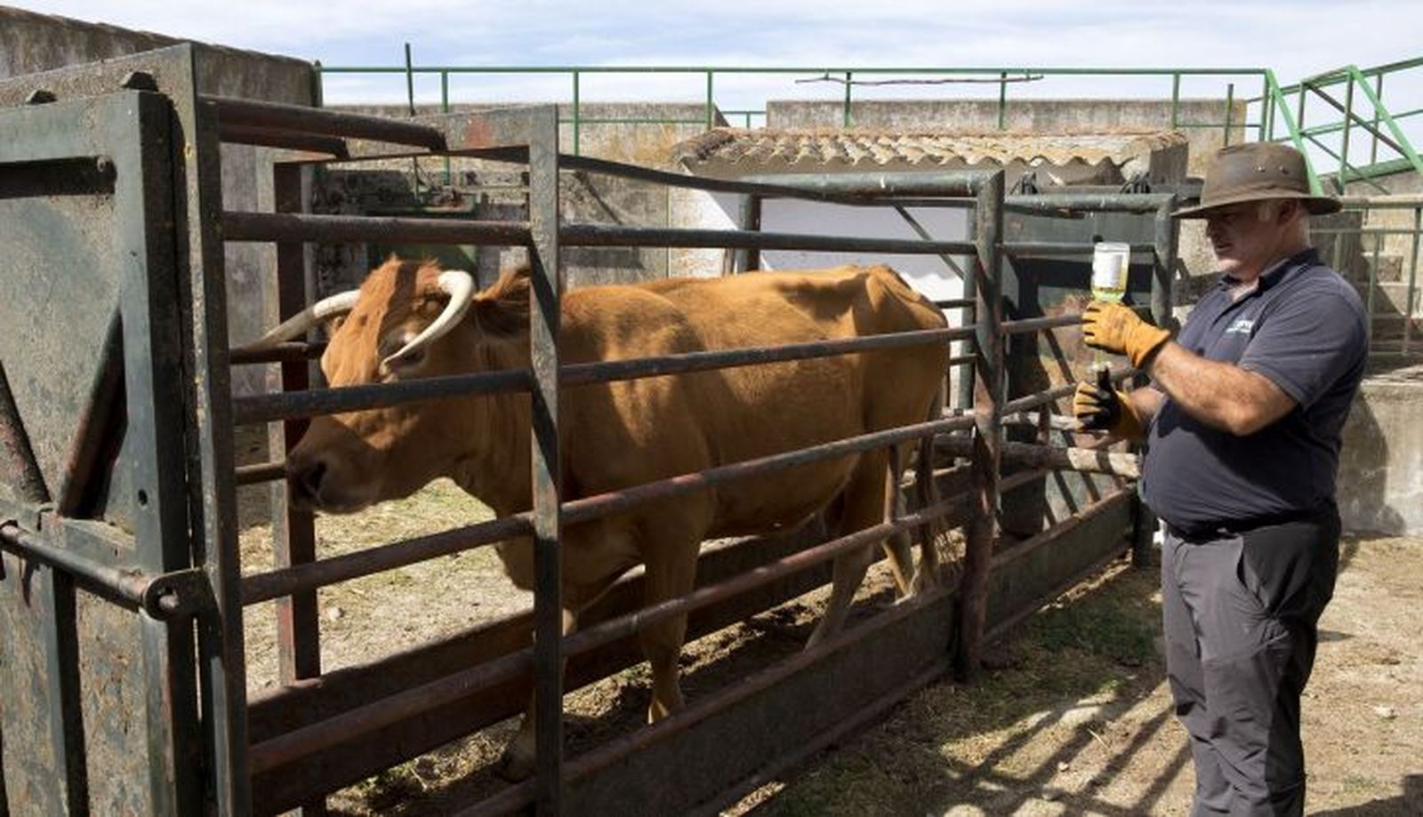 Un veterinario inyecta medicamentos a una vaca infectada de Ehe en una finca de la comarca de ledesma. Foto Jesús Formigo ICAL (1) Un veterinario inyecta medicamentos a una vaca infectada de Ehe en una finca de la comarca de ledesma. Foto Jesús Formigo ICAL (1)