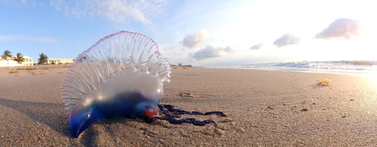 Carabela portuguesa en la playa
