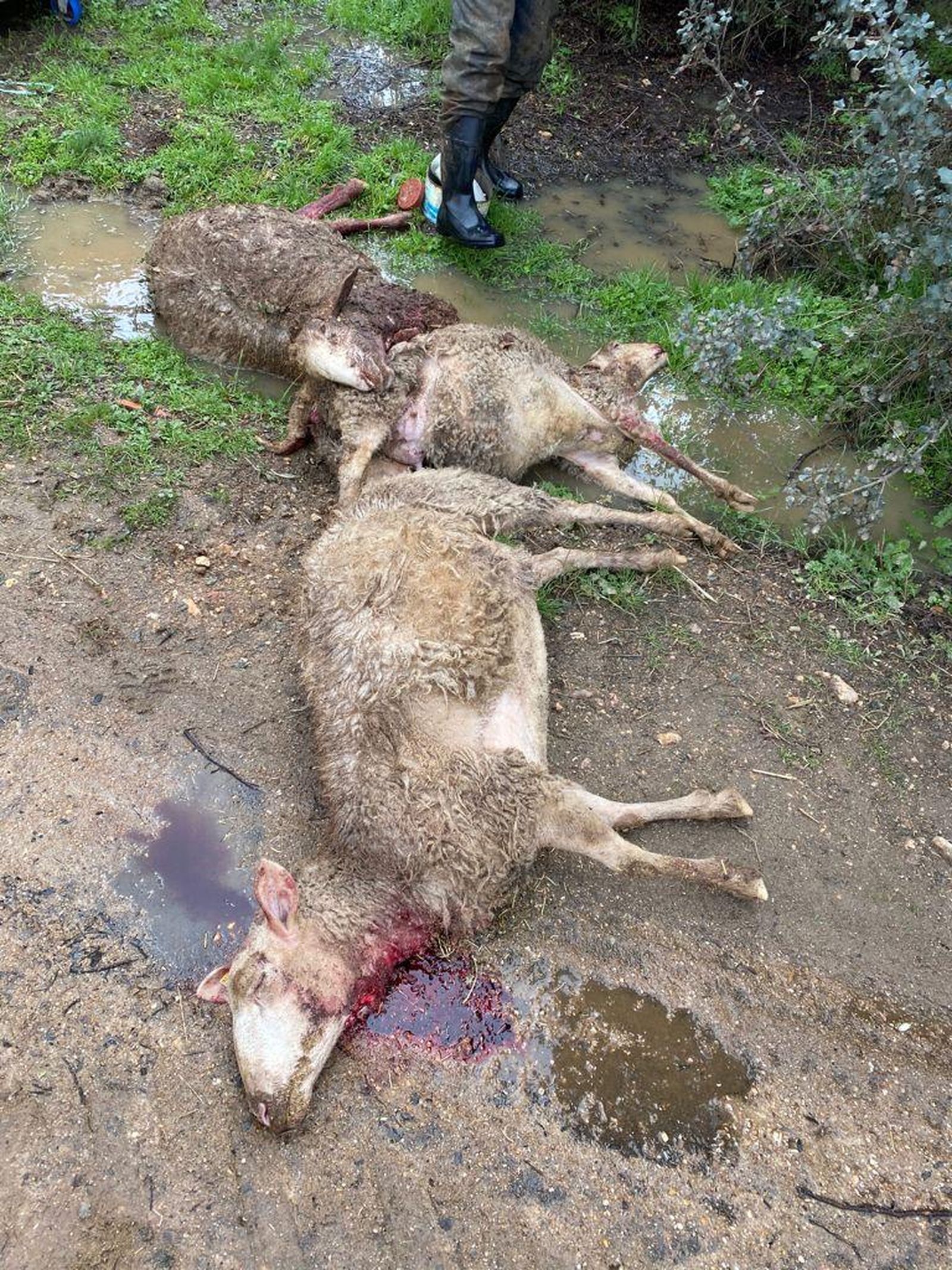 Ataque de lobo en la explotación ganadera de Topas. Foto de archivo