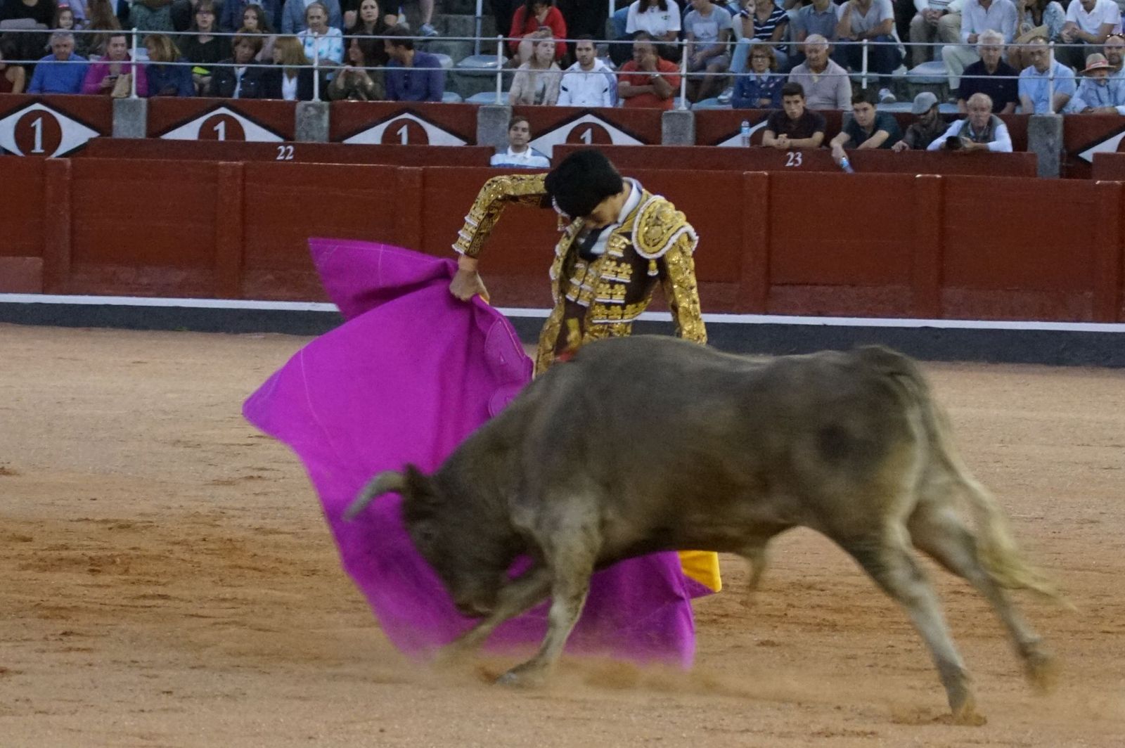 Clase práctica con alumnos de la Escuela de Tauromaquia de Salamanca (Diego Mateos, Noel García y Álvaro Rojo con erales de Esteban Isidro)