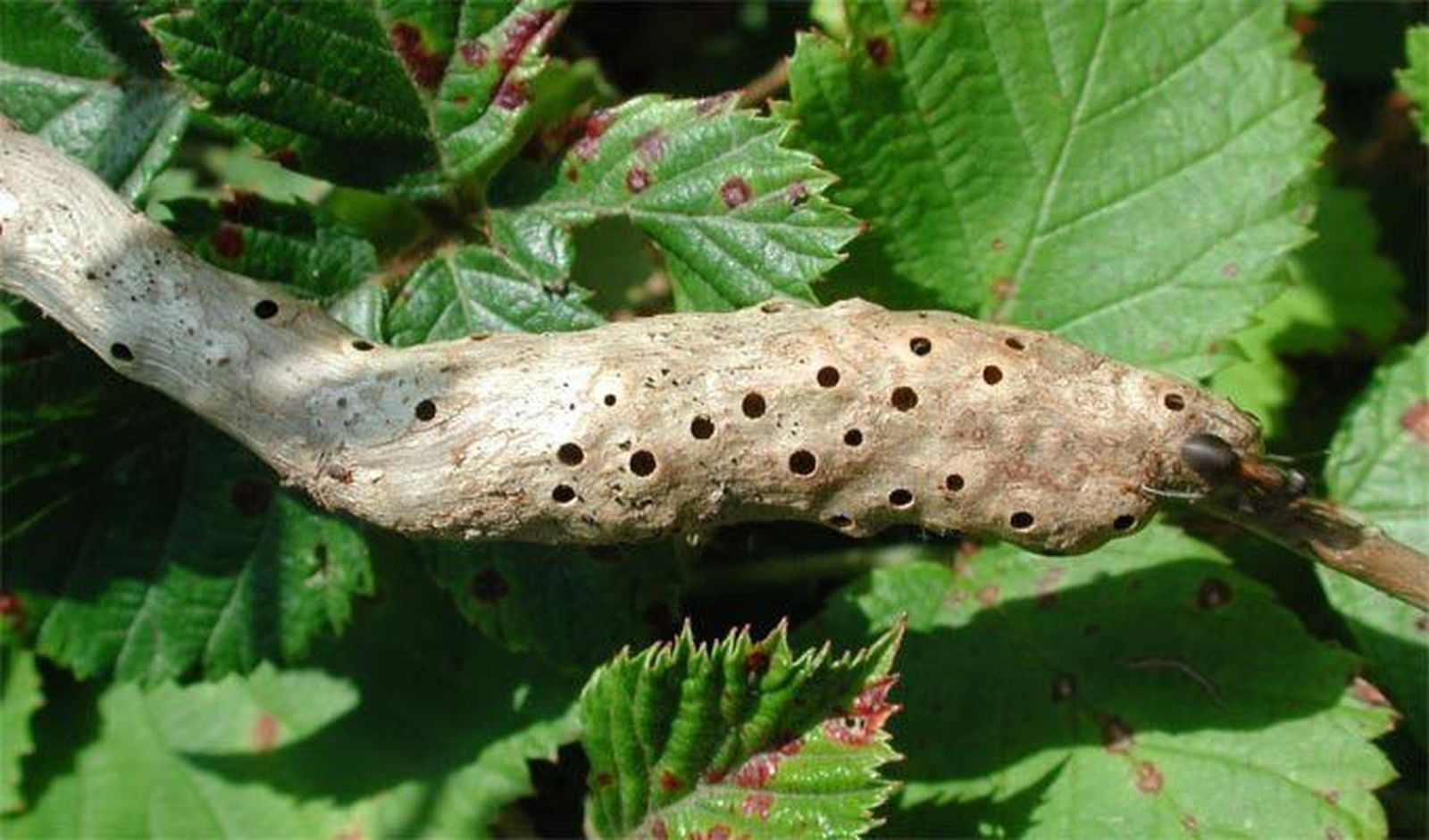 Los propietarios de castaños de la provincia, en máxima vigilancia contra la avispilla