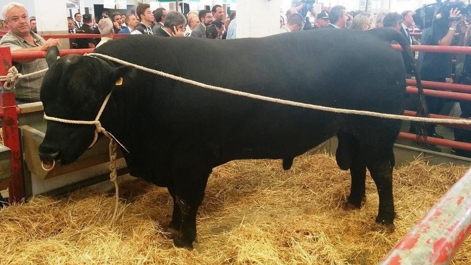 Primeros pasos de la Marca de Calidad de Aberdeen Angus