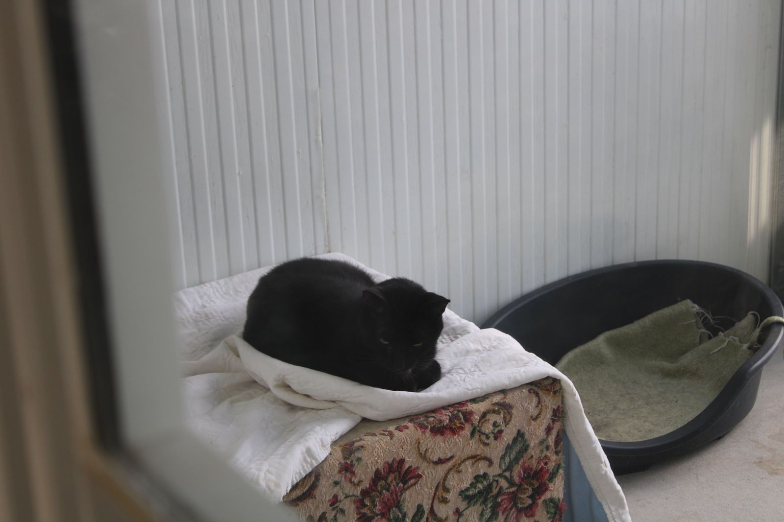 refugio-de-animales-del-ayuntamiento-de-salamanca-48