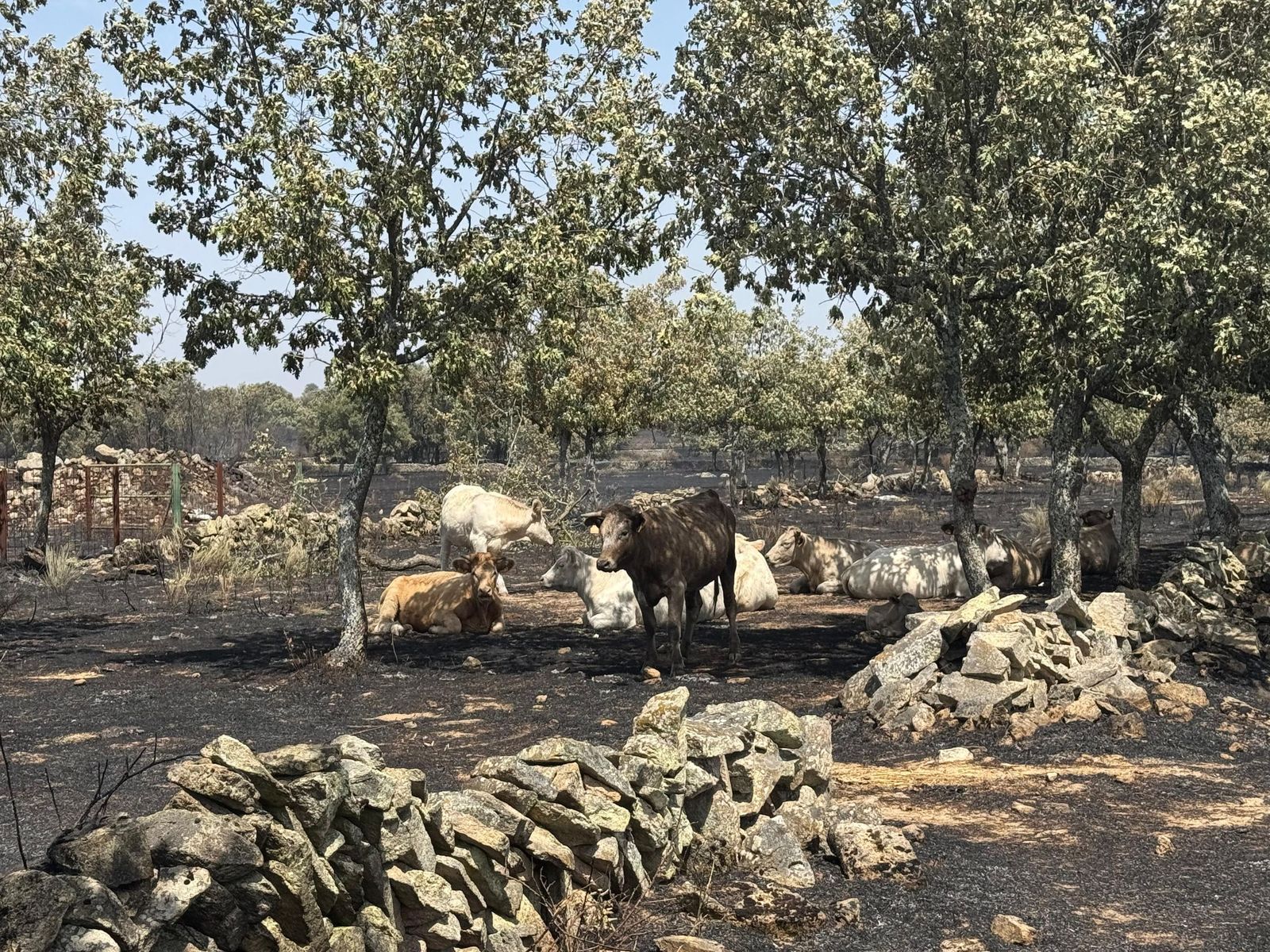 Así han quedado las zonas quemadas durante el incendio de Cipérez