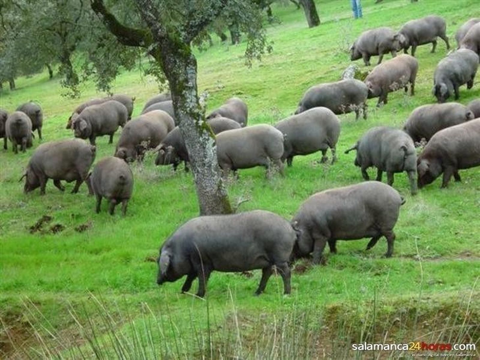 CCOO afirma que la norma del Ibérico tendrá un impacto negativo en el empleo