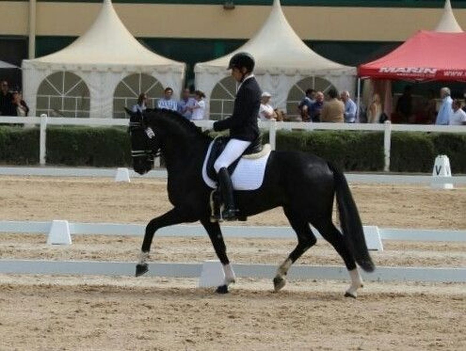 Alberto García Briñón se proclama Campeón de España de las Pruebas de Selección de Caballos Jóvenes