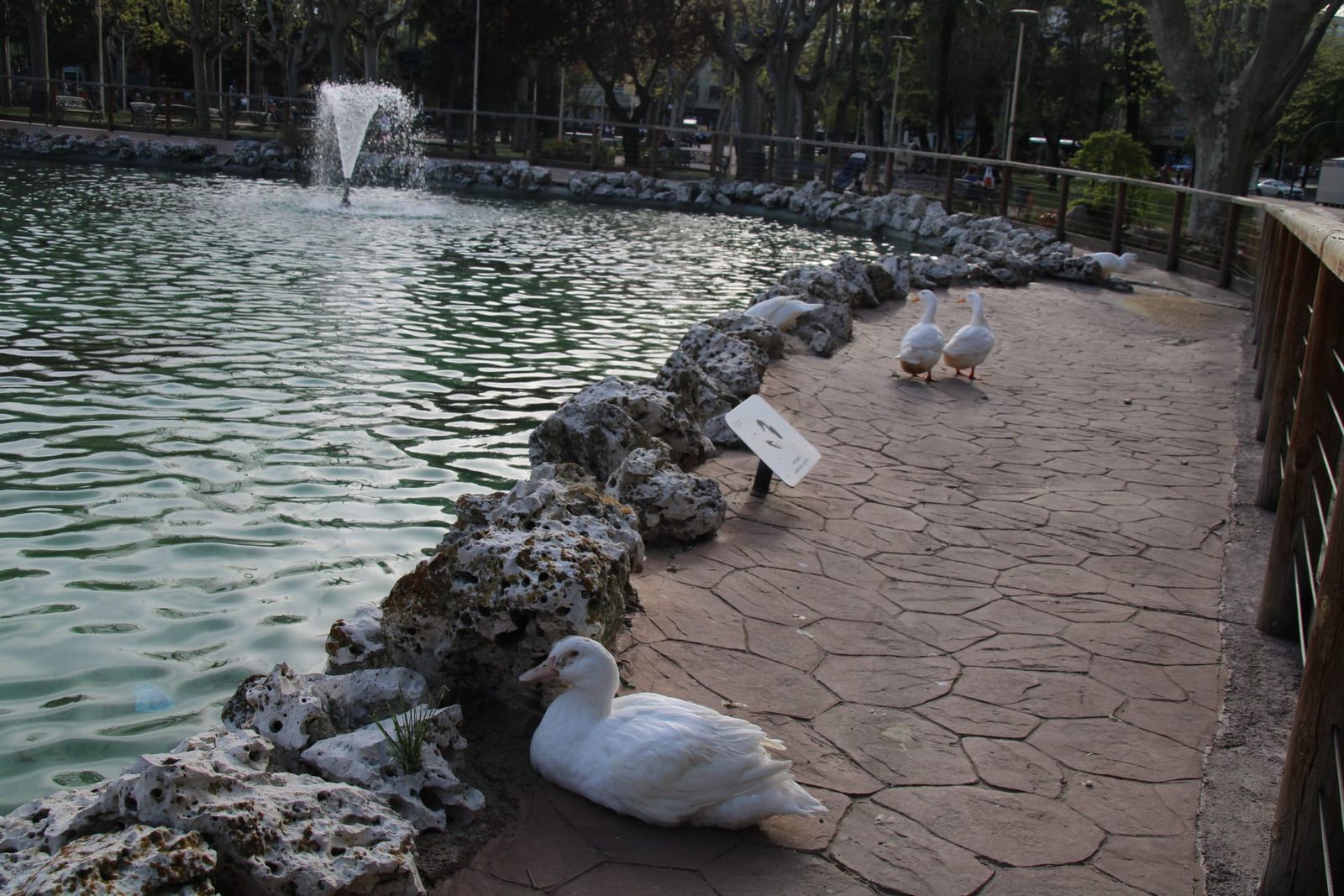 Patos y cisnes vuelven al estanque de La Alamedilla