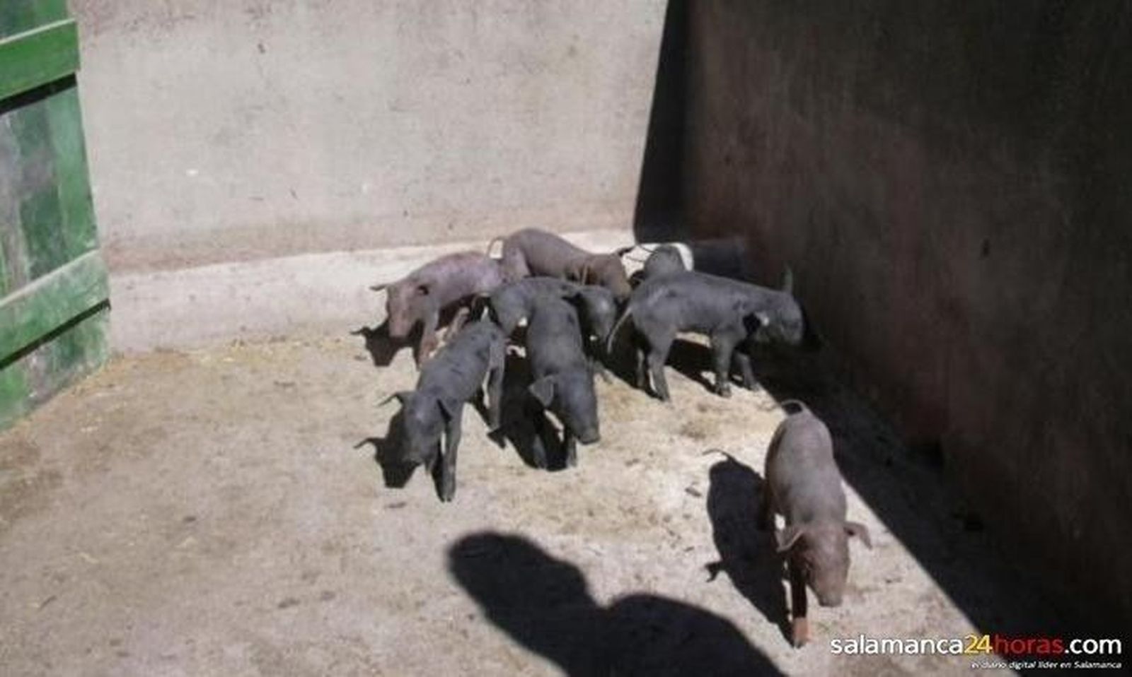 Sube dos euros el precio de los tostones